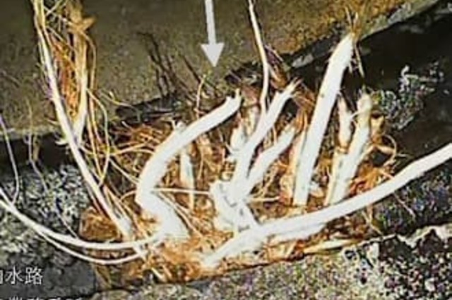 【 根っこ撤去前 】