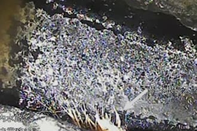 【 根っこ撤去後 】